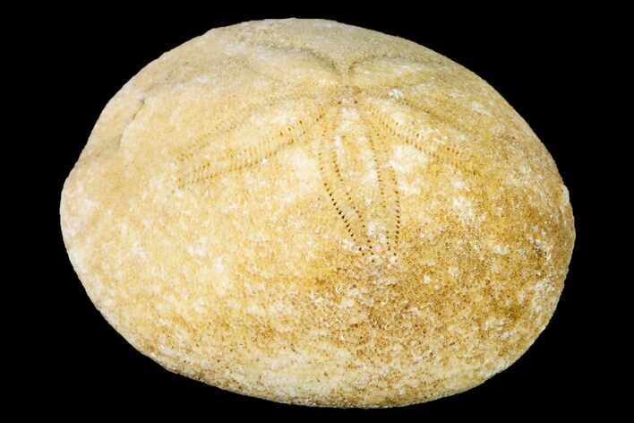 Eocene Sea Urchin (Rhyncholampas) Fossil - Florida #156373